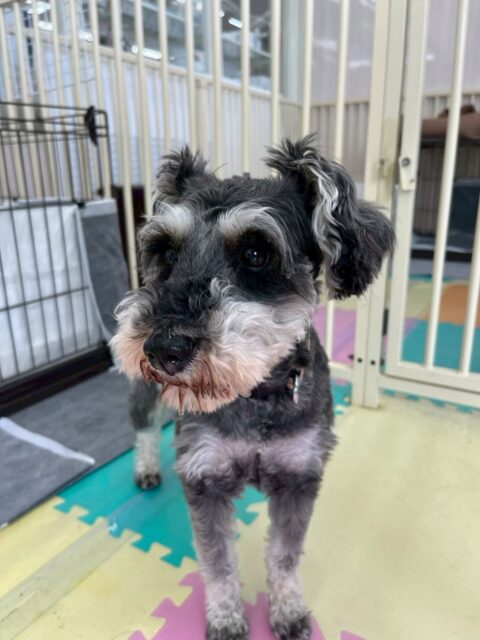 初来園のリュウちゃん🐶
本日は朝からいろんな子達がたくさん挨拶や匂いを嗅ぎに来ましたが端っこには行かずに園内をちゃんと歩き回ったり、匂いを嗅ぎ返したりできていて良かったです👏

お散歩トレーニングではスタッフさんに撫でてもらったり、しっかりお散歩もできていて非常に良いスタートとなりました👍

🐾🐶愛犬のお悩みご相談ください🐶🐾
@kenkohmura_official
 ↑フォロー待ってます↑

〒955-0091 新潟県三条市上須頃大割４２８−１
☎︎ 0256-35-2571
✉️ info@kenkohmura.jp
HP: http://kenkohmura.jp
LINE: https://lin.ee/7LIz5sb

#犬幸村#犬の幼稚園 #吠える、噛む #犬のしつけ #トイレ
シュナウザーシュナウザー可愛いシュナウザー大好きシュナウザー倶楽部