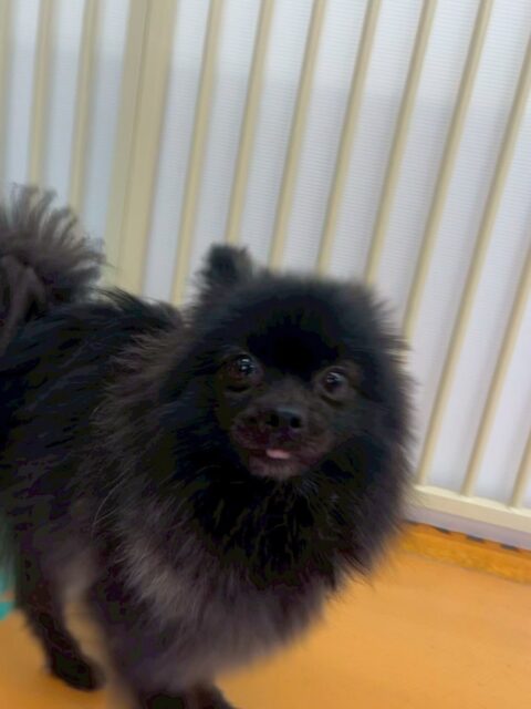 うにちゃん🐶
今日は園内を探検したり、色んな子たちの遊んでいる様子を観察したりしていました😊
お散歩ではトリミング室の中に入ってトリマーさんにお散歩をしてもらいました😆慣れない環境、慣れない人に緊張している様子でしたが頑張っていました👏

🐾🐶愛犬のお悩みご相談ください🐶🐾
@kenkohmura_official
 ↑フォロー待ってます↑

〒955-0091 新潟県三条市上須頃大割４２８−１
☎︎ 0256-35-2571
✉️ info@kenkohmura.jp
HP: http://kenkohmura.jp
LINE: https://lin.ee/7LIz5sb

#犬幸村#犬の幼稚園 #吠える、噛む #犬のしつけ #トイレ
ポメラニアン　ポメ　ぽめらにあん