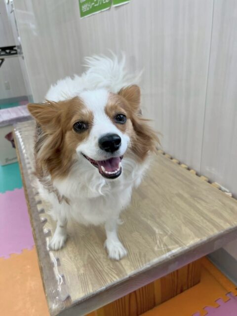 マロンちゃん🐶
本日歯磨きトレーニングを開始して1年8ヶ月が経ちました
歯の状態はキープでかなり良かったのでこのまま継続を意識していきましょう👍

園内では、１週間ぶりのリラちゃんと久々の再会すごく嬉しそうに喜んでいました🤭みんなで歩き回ったり、スタッフの膝の上をかけたバトルも楽しんでくれたようでした👏

🐾🐶愛犬のお悩みご相談ください🐶🐾
@kenkohmura_official
 ↑フォロー待ってます↑

〒955-0091 新潟県三条市上須頃大割４２８−１
☎︎ 0256-35-2571
✉️ info@kenkohmura.jp
HP: http://kenkohmura.jp
LINE: https://lin.ee/7LIz5sb

#犬幸村#犬の幼稚園 #吠える、噛む #犬のしつけ #トイレ
パピヨンパピヨン可愛いパピヨン大好きパピヨン倶楽部