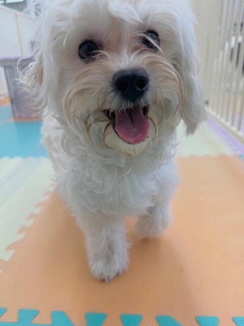 幼稚園体験に来てくれました🐶
最初からかなり遊べる子で来てすぐにみんなと遊び回ったり、ワンプロを仕掛けたりしていてすごくフレンドリーな子でした‼️すぐに友達もできたようで楽しそうにしていました🤭
おかえりの時間になるとかなり疲れたようでまったりモードでした🤣

🐾🐶愛犬のお悩みご相談ください🐶🐾
@kenkohmura_official
 ↑フォロー待ってます↑

〒955-0091 新潟県三条市上須頃大割４２８−１
☎︎ 0256-35-2571
✉️ info@kenkohmura.jp
HP: http://kenkohmura.jp
LINE: https://lin.ee/7LIz5sb

#犬幸村#犬の幼稚園 #吠える、噛む #犬のしつけ #トイレ
ミックスミックス犬ミックス犬可愛いミックス犬大好きミックス犬倶楽部