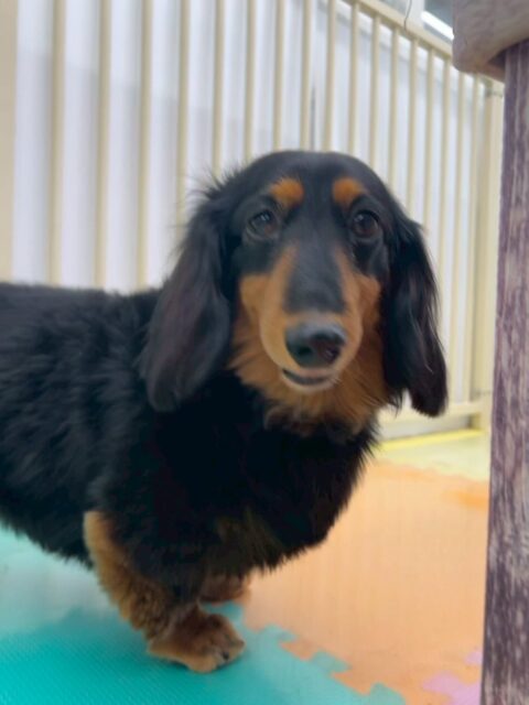 クッキーちゃん🐶
本日はゴロー丸ちゃんやニコペットのちびっ子達に匂いをかがれたり、夏紬ちゃんに後ろを追っかけられたりしていました🤭

🐾🐶愛犬のお悩みご相談ください🐶🐾
@kenkohmura_official
 ↑フォロー待ってます↑

〒955-0091 新潟県三条市上須頃大割４２８−１
☎︎ 0256-35-2571
✉️ info@kenkohmura.jp
HP: http://kenkohmura.jp
LINE: https://lin.ee/7LIz5sb

#犬幸村#犬の幼稚園 #吠える、噛む #犬のしつけ #トイレ
ダックスダックス可愛いダックス倶楽部ダックス大好き