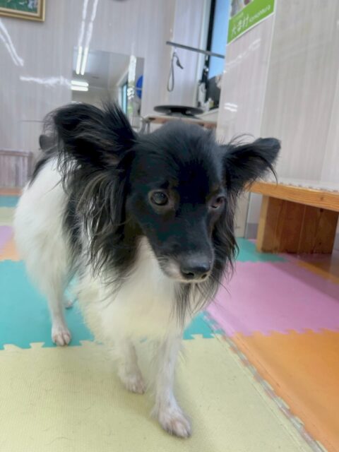 リラちゃん🐶
本日は１週間ぶりの大好きなマロンちゃんと遊んだり、後ろを追いかけたりして、スタッフとの手遊びもかなり楽しんでいてくれてよかったです👍

🐾🐶愛犬のお悩みご相談ください🐶🐾
@kenkohmura_official
 ↑フォロー待ってます↑

〒955-0091 新潟県三条市上須頃大割４２８−１
☎︎ 0256-35-2571
✉️ info@kenkohmura.jp
HP: http://kenkohmura.jp
LINE: https://lin.ee/7LIz5sb

#犬幸村#犬の幼稚園 #吠える、噛む #犬のしつけ #トイレ
ミックスミックス犬ミックス犬可愛いミックス犬大好きミックス犬倶楽部