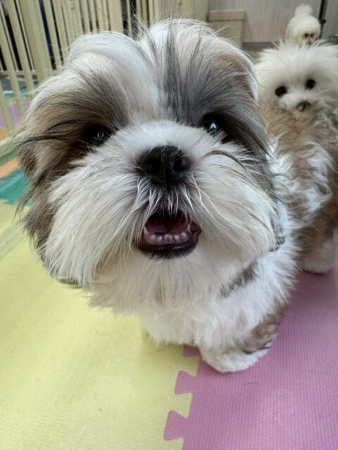 マルちゃん🐶
本日も頑張ってお手入れやシャンプー、カットなど最後までやらせてくれました👏
園内ではみんなと走り回ったり、みんなでワンプロをしたりして遊び回っていました👍
🐾🐶愛犬のお悩みご相談ください🐶🐾
@kenkohmura_official
↑フォロー待ってます↑
〒955-0091 新潟県三条市上須頃大割428−1
☎︎ 0256-35-2571
✉️ info@kenkohmura.jp
HP: http://kenkohmura.jp
LINE: https://lin.ee/7LIz5sb
#犬幸村#犬の幼稚園 #吠える、噛む #犬のしつけ #トイレ
シーズーシーズー可愛いシーズー大好きシーズー倶楽部