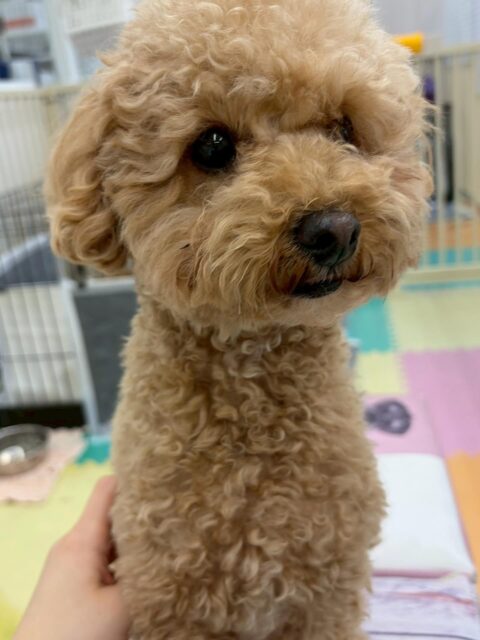 マーシャちゃん🐶
本日もスタッフに甘えん坊なマーシャちゃんスタッフと一緒に園内を歩き回ったり、モカちゃんと一緒にスタッフの膝の上に乗ったりしていました🤭
🐾🐶愛犬のお悩みご相談ください🐶🐾
@kenkohmura_official
↑フォロー待ってます↑
〒955-0091 新潟県三条市上須頃大割428−1
☎︎ 0256-35-2571
✉️ info@kenkohmura.jp
HP: http://kenkohmura.jp
LINE: https://lin.ee/7LIz5sb
#犬幸村#犬の幼稚園 #吠える、噛む #犬のしつけ #トイレ
トイプートイプー可愛いトイプー大好きトイプー倶楽部