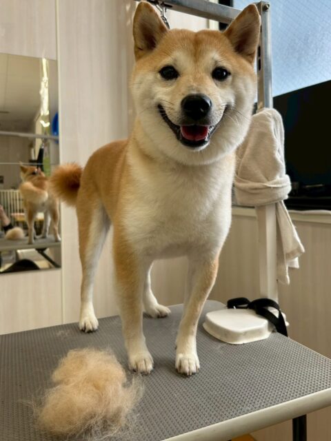 寅丸ちゃん🐶
小珀ちゃんやケン太ちゃんと激しくおしゃべりしたりしていました😆
お散歩トレーニングでは上手に歩いていたり、レーキング頑張っていました👏
🐾🐶愛犬のお悩みご相談ください🐶🐾
@kenkohmura_official
 ↑フォロー待ってます↑

〒955-0091 新潟県三条市上須頃大割４２８−１
☎︎ 0256-35-2571
✉️ info@kenkohmura.jp
HP: http://kenkohmura.jp
LINE: https://lin.ee/7LIz5sb

#犬幸村#犬の幼稚園 #吠える噛む #犬のしつけ #トイレ
  豆柴 豆柴可愛い 豆柴だいすき