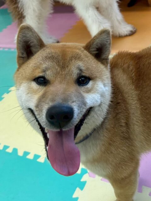 チャリーちゃん🐶
本日はのりまきちゃんや大吉ちゃん、ぽん太達と一緒に走り回ったりみんなで大はしゃぎで遊んで1日中ずーっと遊んでいました🤭
🐾🐶愛犬のお悩みご相談ください🐶🐾
@kenkohmura_official
↑フォロー待ってます↑
〒955-0091 新潟県三条市上須頃大割428−1
☎︎ 0256-35-2571
✉️ info@kenkohmura.jp
HP: http://kenkohmura.jp
LINE: https://lin.ee/7LIz5sb
#犬幸村#犬の幼稚園 #吠える、噛む #犬のしつけ #トイレ
柴犬柴犬可愛い柴犬大好き柴犬倶楽部