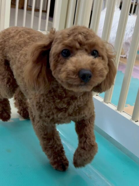 モカちゃん🐶
本日はきりまるちゃんやぽん太達とワンプロをしたり、ニコペットのちびっ子達と走り回ったりして非常に楽しそうに過ごしていました🤭
🐾🐶愛犬のお悩みご相談ください🐶🐾
@kenkohmura_official
↑フォロー待ってます↑
〒955-0091 新潟県三条市上須頃大割428−1
☎︎ 0256-35-2571
✉️ info@kenkohmura.jp
HP: http://kenkohmura.jp
LINE: https://lin.ee/7LIz5sb
#犬幸村#犬の幼稚園 #吠える、噛む #犬のしつけ #トイレ
トイプートイプー可愛いトイプー倶楽部トイプー大好き