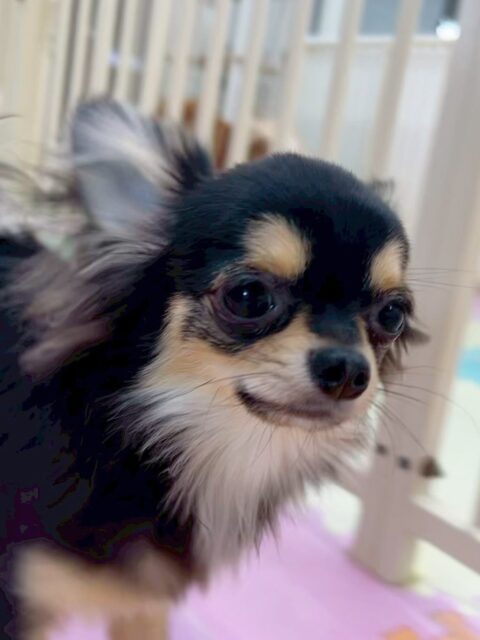 きりまるちゃん&まろちゃん🐶
今日はきりまるちゃんはモカちゃんやお店の小さい子達とプロレスごっこをしたり、追いかけっこをしたりしていました☺️
まろちゃんはマルちゃんの匂いを嗅いだり、きりまるちゃんとプロレスごっこをしていました😊
🐾🐶愛犬のお悩みご相談ください🐶🐾
@kenkohmura_official
↑フォロー待ってます↑
〒955-0091 新潟県三条市上須頃大割428−1
☎︎ 0256-35-2571
✉️ info@kenkohmura.jp
HP: http://kenkohmura.jp
LINE: https://lin.ee/7LIz5sb
#犬幸村#犬の幼稚園 #吠える、噛む #犬のしつけ #トイレ
チワワ ちわわ チワワだいすき