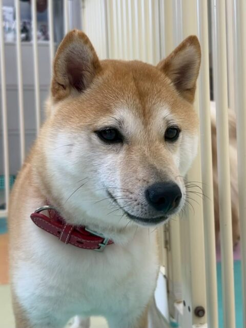 寅丸ちゃん🐶
本日もレーキングイヤイヤながら最後まで頑張ってくれました👍たくさを抜けて本人も気持ちいいのか嬉しそうな表情でした😍

園内では初めましてのくうちゃんや北斗ちゃん、夏紬ちゃん達とみんなで走り回ったり、ワンプロをしたりして非常に楽しそうに遊んでいました👏

🐾🐶愛犬のお悩みご相談ください🐶🐾
@kenkohmura_official
 ↑フォロー待ってます↑

〒955-0091 新潟県三条市上須頃大割４２８−１
☎︎ 0256-35-2571
✉️ info@kenkohmura.jp
HP: http://kenkohmura.jp
LINE: https://lin.ee/7LIz5sb

#犬幸村#犬の幼稚園 #吠える、噛む #犬のしつけ #トイレ
柴犬柴犬可愛い柴犬大好き柴犬倶楽部