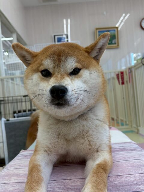 こまちゃん🐶
本日は朝から大好きな椅子の上で手遊びをしたり、のりまきちゃんやププちゃん達にちょっかいを出されてなんだよー‼️とブチギレたりしていました🤭
🐾🐶愛犬のお悩みご相談ください🐶🐾
@kenkohmura_official
↑フォロー待ってます↑
〒955-0091 新潟県三条市上須頃大割428−1
☎︎ 0256-35-2571
✉️ info@kenkohmura.jp
HP: http://kenkohmura.jp
LINE: https://lin.ee/7LIz5sb
#犬幸村#犬の幼稚園 #吠える、噛む #犬のしつけ #トイレ
柴犬柴犬可愛い柴犬大好き柴犬倶楽部柴犬可愛いすぎる