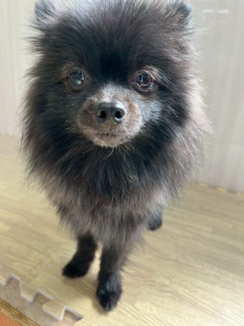 うにちゃん🐶
本日から歯磨きトレーニングを開始しました‼️歯磨きかなり上手で良い子にできていたのでよかったです👏
歯の状態もかなり綺麗なのでこれをキープできるように頑張りましょう✊

園内ではきりまるちゃんやまろちゃん達に匂いを嗅がれたり、ニコペットのちびっ子達がたくさん出ていましたが、すみにいたりすることはなく、かなり堂々とできるようになってきました👍

🐾🐶愛犬のお悩みご相談ください🐶🐾
@kenkohmura_official
 ↑フォロー待ってます↑

〒955-0091 新潟県三条市上須頃大割４２８−１
☎︎ 0256-35-2571
✉️ info@kenkohmura.jp
HP: http://kenkohmura.jp
LINE: https://lin.ee/7LIz5sb

#犬幸村#犬の幼稚園 #吠える、噛む #犬のしつけ #トイレ
ポメラニアンポメラニアン大好きポメラニアン倶楽部ポメラニアン大好き