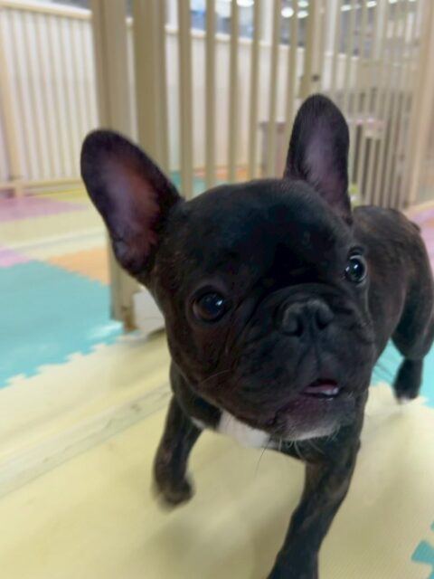 初来園のくうちゃん🐶
本日からシャンプーもスタートでした‼️最初少しイヤイヤもありましたが頑張って最後までやらせてくれました👍後半はイヤイヤもなくスムーズ終わらせることができました👏

園内ではすぐにお友達もできてみんなと走り回ったり、ワンプロをしたり、駆け引きを楽しんだりして非常に楽しそうに過ごしていました🤣

🐾🐶愛犬のお悩みご相談ください🐶🐾
@kenkohmura_official
 ↑フォロー待ってます↑

〒955-0091 新潟県三条市上須頃大割４２８−１
☎︎ 0256-35-2571
✉️ info@kenkohmura.jp
HP: http://kenkohmura.jp
LINE: https://lin.ee/7LIz5sb

#犬幸村#犬の幼稚園 #吠える、噛む #犬のしつけ #トイレ
フレブルフレブル可愛いフレブル大好きフレブル倶楽部フレブル可愛いすぎる