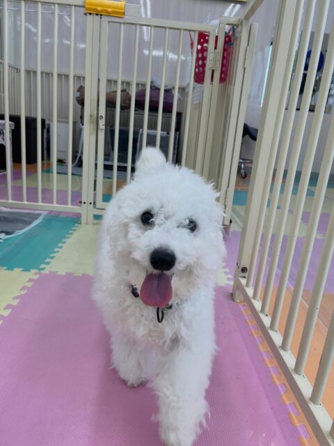 幼稚園体験に来てくれました🐶
フレンドリーな子で積極的に挨拶したりしていました😊
ププちゃんに気にいられていました🙌
🐾🐶愛犬のお悩みご相談ください🐶🐾
@kenkohmura_official
 ↑フォロー待ってます↑

〒955-0091 新潟県三条市上須頃大割４２８−１
☎︎ 0256-35-2571
✉️ info@kenkohmura.jp
HP: http://kenkohmura.jp
LINE: https://lin.ee/7LIz5sb

#犬幸村#犬の幼稚園 #吠える噛む #犬のしつけ #トイレ
 ビションフリーゼ ビションフリーゼ可愛い ビションフリーゼだいすき