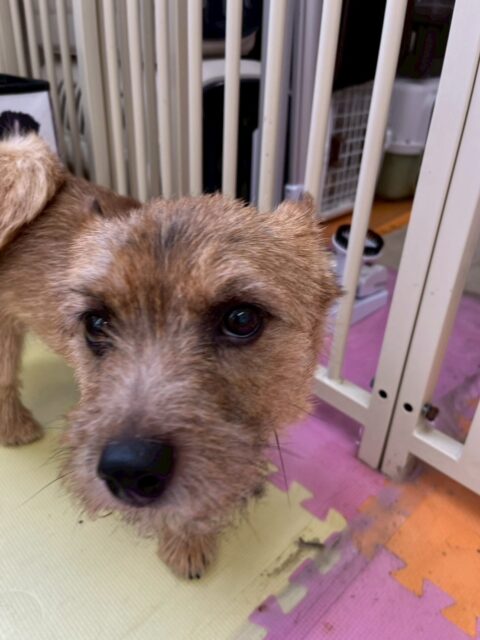 本日の鶴丸🐶
本日はププちゃんやきりまるちゃん達にちょっかいを出してもらったり、遊びに誘われたりしていました🤭
園内を走り回ったりちびっ子達と遊んだりして幸せそうな1日になりました🙇

🐾🐶愛犬のお悩みご相談ください🐶🐾
@kenkohmura_official
 ↑フォロー待ってます↑

〒955-0091 新潟県三条市上須頃大割４２８−１
☎︎ 0256-35-2571
✉️ info@kenkohmura.jp
HP: http://kenkohmura.jp
LINE: https://lin.ee/7LIz5sb

#犬幸村#犬の幼稚園 #吠える、噛む #犬のしつけ #トイレ
ノーリッチテリアノーリッチテリア可愛いノーリッチテリア大好きノーリッチテリア倶楽部