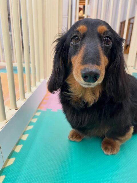 クッキーちゃん🐶
リュウちゃんやモカちゃんと挨拶していました😄
お散歩トレーニングでは上手に歩いていました👏
🐾🐶愛犬のお悩みご相談ください🐶🐾
@kenkohmura_official
 ↑フォロー待ってます↑

〒955-0091 新潟県三条市上須頃大割４２８−１
☎︎ 0256-35-2571
✉️ info@kenkohmura.jp
HP: http://kenkohmura.jp
LINE: https://lin.ee/7LIz5sb

#犬幸村#犬の幼稚園 #吠える噛む #犬のしつけ #トイレ
 ミニチュアダックスフンド ミニチュアダックスフンド可愛い ミニチュアダックスフンドだいすき