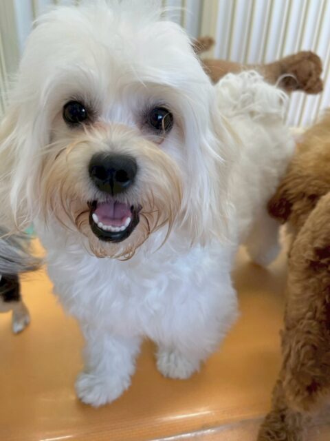 もねちゃん🐶
本日はリュウちゃんやププちゃん、モカちゃん達に遊びを仕掛けたり、駆け引きをニコペットのちびっ子としたりしてすごく楽しそうに走り回っていました🤭

🐾🐶愛犬のお悩みご相談ください🐶🐾
@kenkohmura_official
 ↑フォロー待ってます↑

〒955-0091 新潟県三条市上須頃大割４２８−１
☎︎ 0256-35-2571
✉️ info@kenkohmura.jp
HP: http://kenkohmura.jp
LINE: https://lin.ee/7LIz5sb

#犬幸村#犬の幼稚園 #吠える、噛む #犬のしつけ #トイレ
ミックスミックス犬ミックス犬可愛いミックス犬大好きミックス犬倶楽部