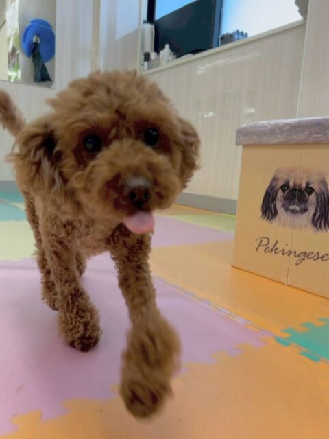 もこちゃん🐶
本日はいろんな子達から匂いを嗅がれたり遊びを誘われたりして本日も大人気のもこちゃんでした🤭

寅丸ちゃんや北斗ちゃん達の柴ちゃん達に特に人気がありイヤイヤ匂いを嗅がれていました🤣

🐾🐶愛犬のお悩みご相談ください🐶🐾
@kenkohmura_official
 ↑フォロー待ってます↑

〒955-0091 新潟県三条市上須頃大割４２８−１
☎︎ 0256-35-2571
✉️ info@kenkohmura.jp
HP: http://kenkohmura.jp
LINE: https://lin.ee/7LIz5sb

#犬幸村#犬の幼稚園 #吠える、噛む #犬のしつけ #トイレ
トイプートイプー可愛いトイプー大好きトイプー倶楽部