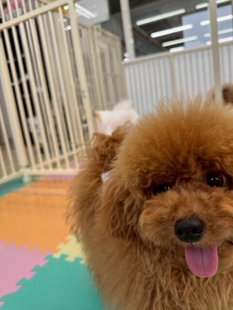 ププちゃん🐶
今日もお店の小さい子達やきりまるちゃん達と追いかけっこやプロレスごっこをして楽しそうでした☺️
ブラッシングでは仰向けでもお利口さんにさせてくれました👏
🐾🐶愛犬のお悩みご相談ください🐶🐾
@kenkohmura_official
↑フォロー待ってます↑
〒955-0091 新潟県三条市上須頃大割428−1
☎︎ 0256-35-2571
✉️ info@kenkohmura.jp
HP: http://kenkohmura.jp
LINE: https://lin.ee/7LIz5sb
#犬幸村#犬の幼稚園 #吠える、噛む #犬のしつけ #トイレ
トイプードル トイプー といぷー