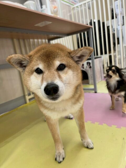 檸檬ちゃん🐶
本日は、ニコペットスタッフの子やぽん太、きりまるちゃんやまろちゃん達にたくさんお話をされたり、ププちゃんから構ってアピールをたくさんされたりしていました🤭
本日も大人気の檸檬ちゃんでした👍

🐾🐶愛犬のお悩みご相談ください🐶🐾
@kenkohmura_official
 ↑フォロー待ってます↑

〒955-0091 新潟県三条市上須頃大割４２８−１
☎︎ 0256-35-2571
✉️ info@kenkohmura.jp
HP: http://kenkohmura.jp
LINE: https://lin.ee/7LIz5sb

#犬幸村#犬の幼稚園 #吠える、噛む #犬のしつけ #トイレ
柴犬柴犬大好き柴犬可愛い柴犬倶楽部