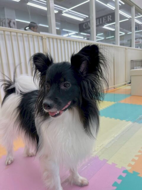 リラちゃん🐶
本日は朝からマロンちゃんとぽん太達と走り回ったり、ワンプロをしたりして楽しそうに遊んでいました🤭
スタッフとの手遊びも楽しそうにやってくれて可愛いすぎました😍

🐾🐶愛犬のお悩みご相談ください🐶🐾
@kenkohmura_official
 ↑フォロー待ってます↑

〒955-0091 新潟県三条市上須頃大割４２８−１
☎︎ 0256-35-2571
✉️ info@kenkohmura.jp
HP: http://kenkohmura.jp
LINE: https://lin.ee/7LIz5sb

#犬幸村#犬の幼稚園 #吠える、噛む #犬のしつけ #トイレ
ミックスミックス犬ミックス犬可愛いミックス犬倶楽部