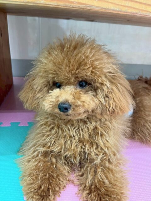 ププちゃん🐶
本日は、幸ちゃんやぽん太達と走り回ったり、みんなで遊び回ったりして楽しんでいました🤭
相変わらず元気なププちゃんでした🤣

🐾🐶愛犬のお悩みご相談ください🐶🐾
@kenkohmura_official
 ↑フォロー待ってます↑

〒955-0091 新潟県三条市上須頃大割４２８−１
☎︎ 0256-35-2571
✉️ info@kenkohmura.jp
HP: http://kenkohmura.jp
LINE: https://lin.ee/7LIz5sb

#犬幸村#犬の幼稚園 #吠える、噛む #犬のしつけ #トイレ
トイプートイプー可愛いトイプー大好きトイプー倶楽部