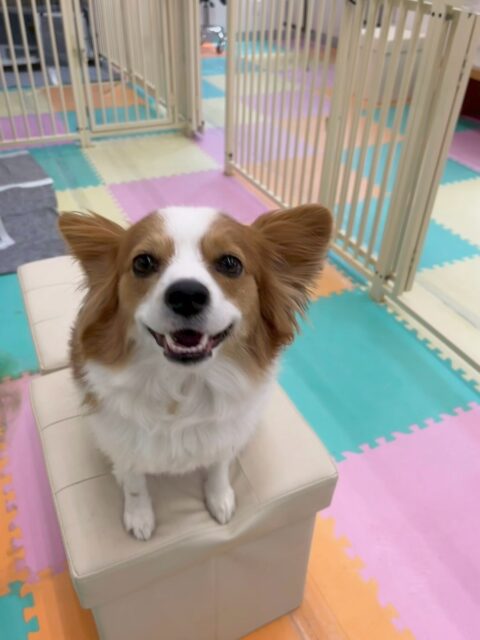 マロンちゃん🐶
本日も大好きなリラちゃんややん丸、ププちゃん達とワンプロを仕掛けあったり、あまがみくんでスタッフと遊んだりして満足そうにしていました🤭
🐾🐶愛犬のお悩みご相談ください🐶🐾
@kenkohmura_official
↑フォロー待ってます↑
〒955-0091 新潟県三条市上須頃大割428−1
☎︎ 0256-35-2571
✉️ info@kenkohmura.jp
HP: http://kenkohmura.jp
LINE: https://lin.ee/7LIz5sb
#犬幸村#犬の幼稚園 #吠える、噛む #犬のしつけ #トイレ
パピヨンパピヨン可愛いパピヨン大好きパピヨン倶楽部