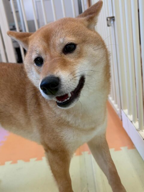 のりまきちゃん🐶
本日はチャリーちゃんやルイちゃん、ポコちゃん達とワンプロをしたり、とにかく遊び回る1日でした👍
みんなと駆け引きをしたり、スタッフとの手遊びもかなり白熱して楽しかったです🤭
🐾🐶愛犬のお悩みご相談ください🐶🐾
@kenkohmura_official
↑フォロー待ってます↑
〒955-0091 新潟県三条市上須頃大割428−1
☎︎ 0256-35-2571
✉️ info@kenkohmura.jp
HP: http://kenkohmura.jp
LINE: https://lin.ee/7LIz5sb
#犬幸村#犬の幼稚園 #吠える、噛む #犬のしつけ #トイレ
柴犬柴犬可愛い柴犬大好き柴犬倶楽部