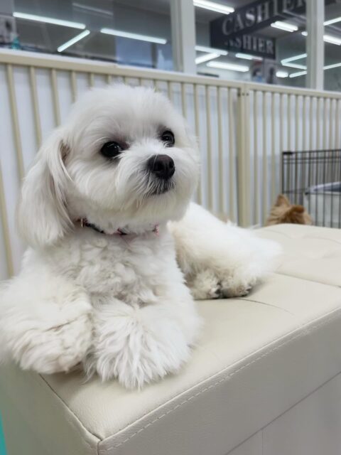 むくちゃん🐶
スタッフとあまがみくんで遊んだり、大好きなベンに構って〜とアピールしていました☺️
🐾🐶愛犬のお悩みご相談ください🐶🐾
@kenkohmura_official
 ↑フォロー待ってます↑

〒955-0091 新潟県三条市上須頃大割４２８−１
☎︎ 0256-35-2571
✉️ info@kenkohmura.jp
HP: http://kenkohmura.jp
LINE: https://lin.ee/7LIz5sb

#犬幸村#犬の幼稚園 #吠える噛む #犬のしつけ #トイレ
 ミックス犬 ミックス犬可愛い ミックス犬だいすき