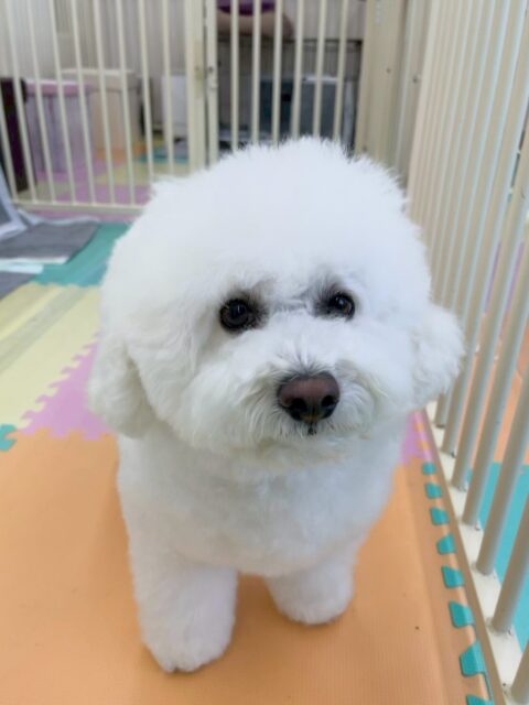ピピちゃん🐶
本日はふうちゃんやゆずちゃん、ぽん太達といろんな子達の匂いを嗅いだり、挨拶をしに行ったりして、過ごしていました🤭
ボランティアに来ていただいた方にかなり甘えていて非常に可愛かったです😍

🐾🐶愛犬のお悩みご相談ください🐶🐾
@kenkohmura_official
 ↑フォロー待ってます↑

〒955-0091 新潟県三条市上須頃大割４２８−１
☎︎ 0256-35-2571
✉️ info@kenkohmura.jp
HP: http://kenkohmura.jp
LINE: https://lin.ee/7LIz5sb

#犬幸村#犬の幼稚園 #吠える、噛む #犬のしつけ #トイレ
ビションビションフリーゼビションフリーゼ倶楽部ビションフリーゼ大好き