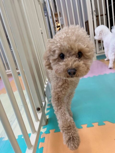 マーシャちゃん🐶
本日は、朝からふうちゃんやぽん太達にちょっかいを出されたり遊びを誘われたりしていました🤭ぽん太のしつこさにしつこいよ‼️とブチギレていました🤣

🐾🐶愛犬のお悩みご相談ください🐶🐾
@kenkohmura_official
 ↑フォロー待ってます↑

〒955-0091 新潟県三条市上須頃大割４２８−１
☎︎ 0256-35-2571
✉️ info@kenkohmura.jp
HP: http://kenkohmura.jp

LINE: https://lin.ee/7LIz5sb

#犬幸村#犬の幼稚園 #吠える、噛む #犬のしつけ #トイレ
トイプートイプー可愛いトイプー大好きトイプー倶楽部トイプー可愛いすぎる