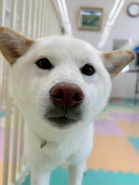 小珀ちゃん🐶
歯磨きトレーニング開始から11ヶ月経過しました🪥
健康な歯を保てているのでこの調子で頑張っていきましょう🦷✨
園内では寅丸ちゃんやケン太ちゃんと激しくおしゃべりしていました😊
レーキングではかなり毛が抜けてスッキリした様子でした✨

🐾🐶愛犬のお悩みご相談ください🐶🐾
@kenkohmura_official
 ↑フォロー待ってます↑

〒955-0091 新潟県三条市上須頃大割４２８−１
☎︎ 0256-35-2571
✉️ info@kenkohmura.jp
HP: http://kenkohmura.jp
LINE: https://lin.ee/7LIz5sb

#犬幸村#犬の幼稚園 #吠える、噛む #犬のしつけ #トイレ
柴犬　柴　しば