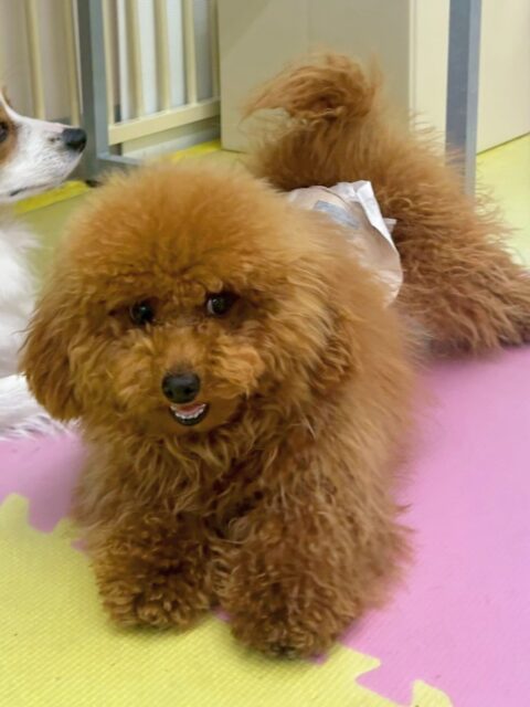 ププちゃん🐶
今日はぽんずちゃんを遊びに誘ったり、スタッフに甘えたりしていました😊
お散歩ではルンルンで楽しそうに歩いていました✨

🐾🐶愛犬のお悩みご相談ください🐶🐾
@kenkohmura_official
 ↑フォロー待ってます↑

〒955-0091 新潟県三条市上須頃大割４２８−１
☎︎ 0256-35-2571
✉️ info@kenkohmura.jp
HP: http://kenkohmura.jp
LINE: https://lin.ee/7LIz5sb

#犬幸村#犬の幼稚園 #吠える、噛む #犬のしつけ #トイレ
トイプードル　トイプー　といぷー