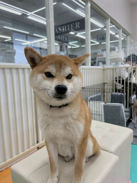 こまちゃん🐶
本日はチャリーちゃんやコニーちゃん、ふうちゃん達にたくさんちょっかいを出されたり、お話をしあったりして忙しそうな1日を送っていました🤭

🐾🐶愛犬のお悩みご相談ください🐶🐾
@kenkohmura_official
 ↑フォロー待ってます↑

〒955-0091 新潟県三条市上須頃大割４２８−１
☎︎ 0256-35-2571
✉️ info@kenkohmura.jp
HP: http://kenkohmura.jp
LINE: https://lin.ee/7LIz5sb

#犬幸村#犬の幼稚園 #吠える、噛む #犬のしつけ #トイレ
柴犬柴犬可愛い柴犬大好き柴犬倶楽部