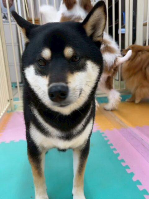 北斗ちゃん🐶
寅丸ちゃんと激しくおしゃべりしていたりしていました😆
レーキングでは今日も沢山毛が抜けていたり、服の練習もイヤイヤありましたが頑張っていました👏
🐾🐶愛犬のお悩みご相談ください🐶🐾
@kenkohmura_official
 ↑フォロー待ってます↑

〒955-0091 新潟県三条市上須頃大割４２８−１
☎︎ 0256-35-2571
✉️ info@kenkohmura.jp
HP: http://kenkohmura.jp
LINE: https://lin.ee/7LIz5sb

#犬幸村#犬の幼稚園 #吠える噛む #犬のしつけ #トイレ
 柴犬 柴犬だいすき 柴犬かわいい