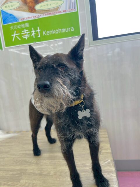 小乃輔ちゃん🐶
本日はボランティアの方やスタッフ、お客様にたくさん甘えて触って触ってとヒップアタックをしてアピールをしていました🤭

園内では幸ちゃんやププちゃん達と匂いを嗅ぎ合ったり、ぽん太と走り回ったりして遊んでいました🤣

🐾🐶愛犬のお悩みご相談ください🐶🐾
@kenkohmura_official
 ↑フォロー待ってます↑

〒955-0091 新潟県三条市上須頃大割４２８−１
☎︎ 0256-35-2571
✉️ info@kenkohmura.jp
HP: http://kenkohmura.jp
LINE: https://lin.ee/7LIz5sb

#犬幸村#犬の幼稚園 #吠える、噛む #犬のしつけ #トイレ
ミックスミックス犬ミックス犬可愛いミックス犬大好きミックス犬倶楽部