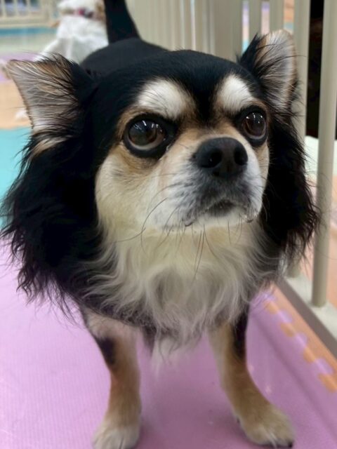 ゴロー丸ちゃん🐶
本日は買い物に来ている方に触ってもらったり、一緒に外を歩いたりして人慣れトレーニング頑張っていました👏

園内ではタッチちゃんがいなくて少し寂しそうにしていましたが、ニコペットのチワワちゃんやもこちゃん、クッキーちゃん達と挨拶をしたりして過ごしていました🤭

🐾🐶愛犬のお悩みご相談ください🐶🐾
@kenkohmura_official
 ↑フォロー待ってます↑

〒955-0091 新潟県三条市上須頃大割４２８−１
☎︎ 0256-35-2571
✉️ info@kenkohmura.jp
HP: http://kenkohmura.jp
LINE: https://lin.ee/7LIz5sb

#犬幸村#犬の幼稚園 #吠える、噛む #犬のしつけ #トイレ
チワワチワワ可愛いチワワ大好きチワワ倶楽部