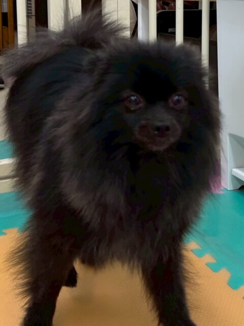 うにちゃん🐶
むくちゃんと挨拶したりしていました☺️
お散歩トレーニングではニコペットスタッフさんに触ってもらったりしていました🙌
🐾🐶愛犬のお悩みご相談ください🐶🐾
@kenkohmura_official
 ↑フォロー待ってます↑

〒955-0091 新潟県三条市上須頃大割４２８−１
☎︎ 0256-35-2571
✉️ info@kenkohmura.jp
HP: http://kenkohmura.jp
LINE: https://lin.ee/7LIz5sb

#犬幸村#犬の幼稚園 #吠える噛む #犬のしつけ #トイレ
 ポメラニアン ポメラニアン可愛い ポメラニアンだいすき