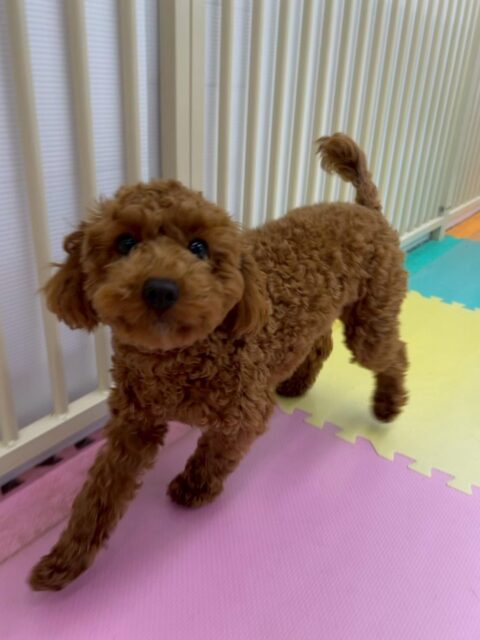 モカちゃん🐶
本日はぽん太やププちゃん、すずちゃん達と匂いを嗅ぎ合ったり、挨拶をしあったりして過ごしていました🤭
みんなと遊び疲れたのか午後からはスタッフに甘えん坊攻撃をしているモカちゃんでした😍
🐾🐶愛犬のお悩みご相談ください🐶🐾
@kenkohmura_official
↑フォロー待ってます↑
〒955-0091 新潟県三条市上須頃大割428−1
☎︎ 0256-35-2571
✉️ info@kenkohmura.jp
HP: http://kenkohmura.jp
LINE: https://lin.ee/7LIz5sb
#犬幸村#犬の幼稚園 #吠える、噛む #犬のしつけ #トイレ
トイプートイプー可愛いトイプー大好きトイプー倶楽部