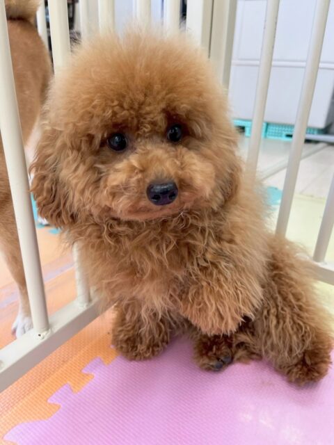 ププちゃん🐶
本日はふうちゃんやゆずちゃん、初めましてのムクちゃん、ぽん太達とみんなでワンプロをしたり、走り回ったりして楽しんで過ごしていました👍

🐾🐶愛犬のお悩みご相談ください🐶🐾
@kenkohmura_official
 ↑フォロー待ってます↑

〒955-0091 新潟県三条市上須頃大割４２８−１
☎︎ 0256-35-2571
✉️ info@kenkohmura.jp
HP: http://kenkohmura.jp
LINE: https://lin.ee/7LIz5sb

#犬幸村#犬の幼稚園 #吠える、噛む #犬のしつけ #トイレ
トイプートイプー可愛いトイプー大好きトイプー倶楽部