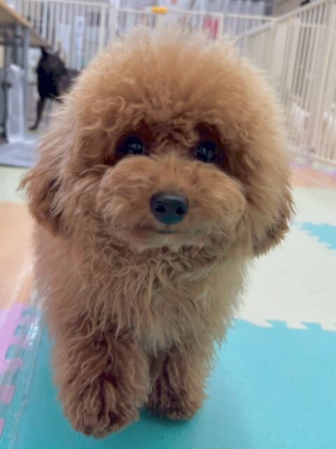 ププちゃん🐶
本日はニコペットのちびっ子達や初めましてのらぶちゃんやくうちゃん達と激しくワンプロをしたり、駆け引きをしたりして楽しんでいました🤭

🐾🐶愛犬のお悩みご相談ください🐶🐾
@kenkohmura_official
 ↑フォロー待ってます↑

〒955-0091 新潟県三条市上須頃大割４２８−１
☎︎ 0256-35-2571
✉️ info@kenkohmura.jp
HP: http://kenkohmura.jp
LINE: https://lin.ee/7LIz5sb

#犬幸村#犬の幼稚園 #吠える、噛む #犬のしつけ #トイレ
トイプートイプー可愛いトイプー大好きトイプー倶楽部