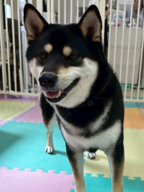 北斗ちゃん🐶
本日は夏紬ちゃんや寅丸ちゃん達と一緒に走り回ったり、みんなでお話をしたりしながら遊び回っていました🤭
スタッフとの手遊びも楽しんでくれたようでよかったです👍

🐾🐶愛犬のお悩みご相談ください🐶🐾
@kenkohmura_official
 ↑フォロー待ってます↑

〒955-0091 新潟県三条市上須頃大割４２８−１
☎︎ 0256-35-2571
✉️ info@kenkohmura.jp
HP: http://kenkohmura.jp
LINE: https://lin.ee/7LIz5sb

#犬幸村#犬の幼稚園 #吠える、噛む #犬のしつけ #トイレ
柴犬柴犬可愛い柴犬大好き柴犬倶楽部柴犬可愛いすぎる