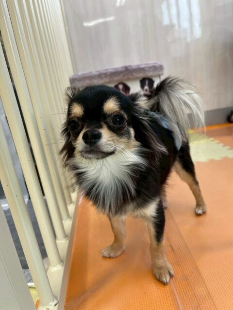 きりまるちゃん＆まろちゃん🐶
本日きりまるちゃんは鶴丸やププちゃん達にちょっかいを出したり、みんなと走り回ったり、ワンプロをしたりして楽しんで過ごしていました🤭

まろちゃんは、うにちゃんやルナちゃん、初めましてのリュウちゃん達と匂いを嗅ぎ合ったり、挨拶をしあったりしてコミュニケーションをとったりしていました👍

🐾🐶愛犬のお悩みご相談ください🐶🐾
@kenkohmura_official
 ↑フォロー待ってます↑

〒955-0091 新潟県三条市上須頃大割４２８−１
☎︎ 0256-35-2571
✉️ info@kenkohmura.jp
HP: http://kenkohmura.jp
LINE: https://lin.ee/7LIz5sb

#犬幸村#犬の幼稚園 #吠える、噛む #犬のしつけ #トイレ
チワワチワワ可愛いチワワ大好きチワワ倶楽部