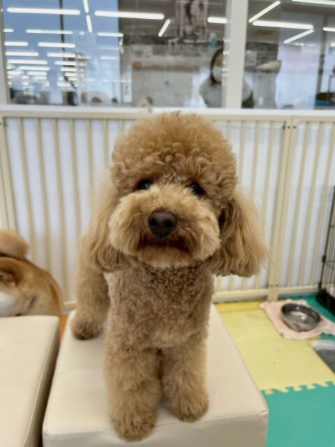 初来園のムクちゃん🐶

最初はかなり緊張した様子で周りを伺いながら園内を歩き回ったりしていましたが、だんだん慣れて来たようで自分から挨拶をしたり、ププちゃんと遊んだりもできて、みんなの輪の中に入ることができました👍
お友達もできたようでかなり良いスタートを切れました👏

🐾🐶愛犬のお悩みご相談ください🐶🐾
@kenkohmura_official
 ↑フォロー待ってます↑

〒955-0091 新潟県三条市上須頃大割４２８−１
☎︎ 0256-35-2571
✉️ info@kenkohmura.jp
HP: http://kenkohmura.jp
LINE: https://lin.ee/7LIz5sb

#犬幸村#犬の幼稚園 #吠える、噛む #犬のしつけ #トイレ
トイプートイプー可愛いトイプー大好きトイプー倶楽部