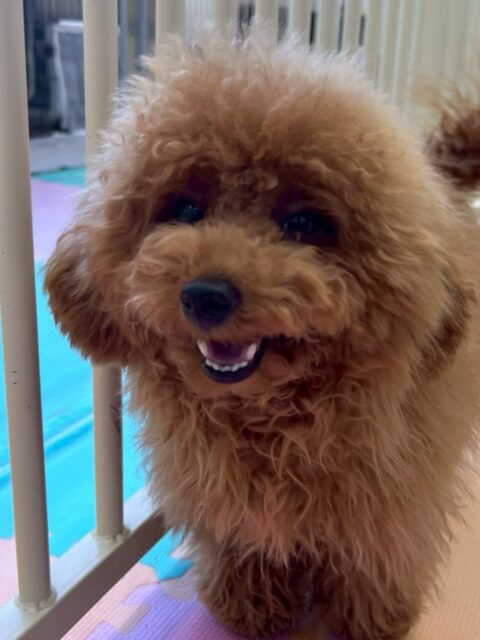 ププちゃん🐶
本日はポコちゃんやモカちゃん達と朝から激しいワンプロを見せてくれたり、みんなでスタッフに構ってアピールをしに行ったりして楽しそうに過ごしていました🤭
🐾🐶愛犬のお悩みご相談ください🐶🐾
@kenkohmura_official
↑フォロー待ってます↑
〒955-0091 新潟県三条市上須頃大割428−1
☎︎ 0256-35-2571
✉️ info@kenkohmura.jp
HP: http://kenkohmura.jp
LINE: https://lin.ee/7LIz5sb
#犬幸村#犬の幼稚園 #吠える、噛む #犬のしつけ #トイレ
トイプートイプー可愛いトイプー倶楽部トイプー大好き