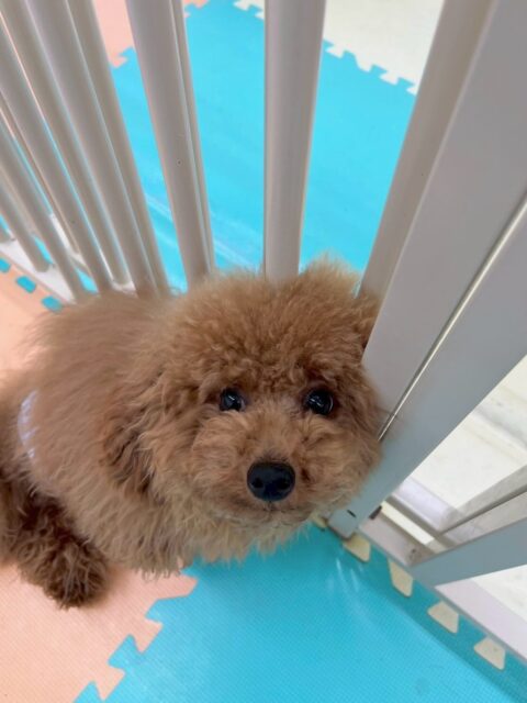 ププちゃん🐶
本日はモカちゃんのことが大好きなようで後ろを追いかけたり、ちょっかいを出したりして楽しんでいました🤭
夕方にはかなり疲れたようで床でまったりモードで過ごしていました😴

🐾🐶愛犬のお悩みご相談ください🐶🐾
@kenkohmura_official
 ↑フォロー待ってます↑

〒955-0091 新潟県三条市上須頃大割４２８−１
☎︎ 0256-35-2571
✉️ info@kenkohmura.jp
HP: http://kenkohmura.jp
LINE: https://lin.ee/7LIz5sb

#犬幸村#犬の幼稚園 #吠える、噛む #犬のしつけ #トイレ
トイプートイプー可愛いトイプー大好きトイプー倶楽部