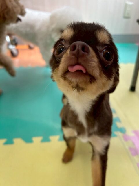 すずちゃん🐶
本日はいろんな子達にたくさん匂いを嗅がれたり、みんなからたくさん挨拶をされたりして少し緊張していましたが園内を歩き回ったり、走り回ったりできていたのでよかったです‼️
🐾🐶愛犬のお悩みご相談ください🐶🐾
@kenkohmura_official
↑フォロー待ってます↑
〒955-0091 新潟県三条市上須頃大割428−1
☎︎ 0256-35-2571
✉️ info@kenkohmura.jp
HP: http://kenkohmura.jp
LINE: https://lin.ee/7LIz5sb
#犬幸村#犬の幼稚園 #吠える、噛む #犬のしつけ #トイレ
チワワチワワ可愛いチワワ大好きチワワ倶楽部チワワ可愛いすぎる