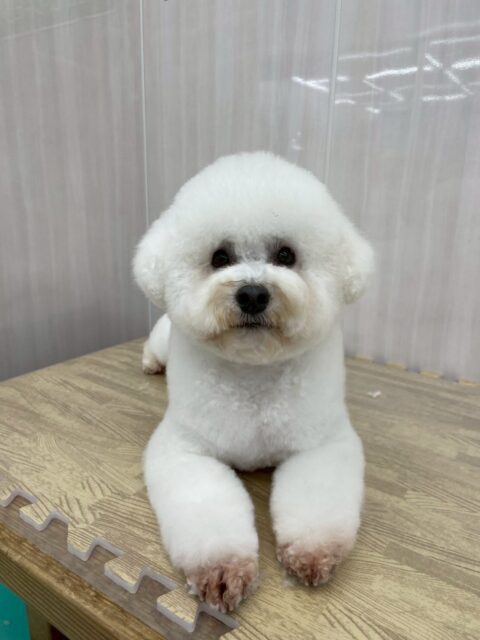 よもぎちゃん🐶
本日もスタッフに甘えん坊なよもぎちゃんお腹を出してくれたり、手に甘えて来てくれて可愛いすぎました😍
みんなを引き連れて歩き回ったりしてBOSSをしていました🤣
🐾🐶愛犬のお悩みご相談ください🐶🐾
@kenkohmura_official
↑フォロー待ってます↑
〒955-0091 新潟県三条市上須頃大割428−1
☎︎ 0256-35-2571
✉️ info@kenkohmura.jp
HP: http://kenkohmura.jp
LINE: https://lin.ee/7LIz5sb
#犬幸村#犬の幼稚園 #吠える、噛む #犬のしつけ #トイレ
ミックスミックス犬ミックス犬可愛いミックス犬倶楽部