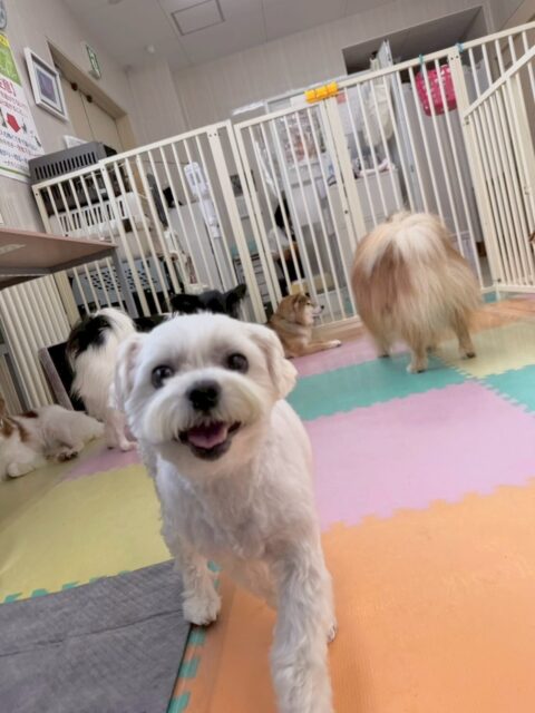 むぎちゃん🐶
本日はスタッフの後ろや横を付いて来てくれたりしていました😍他にもマロンちゃんやぽん太達にちょっかいを出されたりしていましたが、優しく匂いを嗅ぎ返したり、挨拶をしあたったりもできていてよかったです👏

🐾🐶愛犬のお悩みご相談ください🐶🐾
@kenkohmura_official
 ↑フォロー待ってます↑

〒955-0091 新潟県三条市上須頃大割４２８−１
☎︎ 0256-35-2571
✉️ info@kenkohmura.jp
HP: http://kenkohmura.jp
LINE: https://lin.ee/7LIz5sb

#犬幸村#犬の幼稚園 #吠える、噛む #犬のしつけ #トイレ
マルチーズマルチーズ可愛いマルチーズ大好きマルチーズ倶楽部