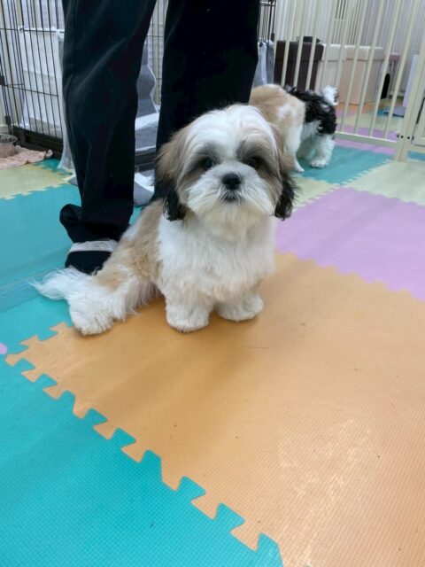 マルちゃん🐶
本日はかなりイメージチェンジをしたようで非常にすっきりとさらに可愛くなった印象ですね😍

園内ではいろんな子達にたくさんちょっかいの出し合いをして非常に楽しそうに過ごしていました🤭

🐾🐶愛犬のお悩みご相談ください🐶🐾
@kenkohmura_official
 ↑フォロー待ってます↑

〒955-0091 新潟県三条市上須頃大割４２８−１
☎︎ 0256-35-2571
✉️ info@kenkohmura.jp
HP: http://kenkohmura.jp
LINE: https://lin.ee/7LIz5sb

#犬幸村#犬の幼稚園 #吠える、噛む #犬のしつけ #トイレ
マルチーズマルチーズ可愛いマルチーズ大好きマルチーズ倶楽部