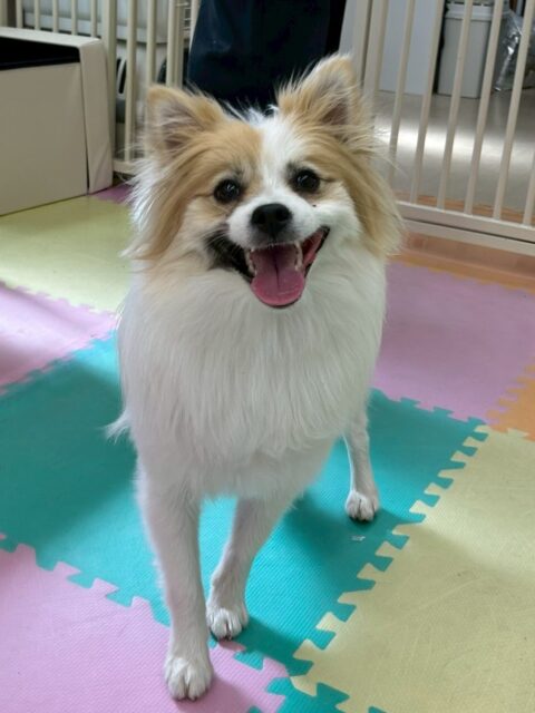 めんまちゃん🐶
本日はお母さんと一緒にお散歩トレーニングを頑張りました‼️飛びつきとお散歩中の噛みつきがお悩みでしたが練習をするとかなり上達して来たようで頑張ってくれました👏

園内ではニコペットのスタッフ犬のことが気になったようで匂いを嗅いだり、ニコペットのちびっ子達に遊びを誘ったりもしていてよかったです👍

🐾🐶愛犬のお悩みご相談ください🐶🐾
@kenkohmura_official
 ↑フォロー待ってます↑

〒955-0091 新潟県三条市上須頃大割４２８−１
☎︎ 0256-35-2571
✉️ info@kenkohmura.jp
HP: http://kenkohmura.jp
LINE: https://lin.ee/7LIz5sb

#犬幸村#犬の幼稚園 #吠える、噛む #犬のしつけ #トイレ
ポメラニアンポメラニアン可愛いポメラニアン大好きポメラニアン倶楽部